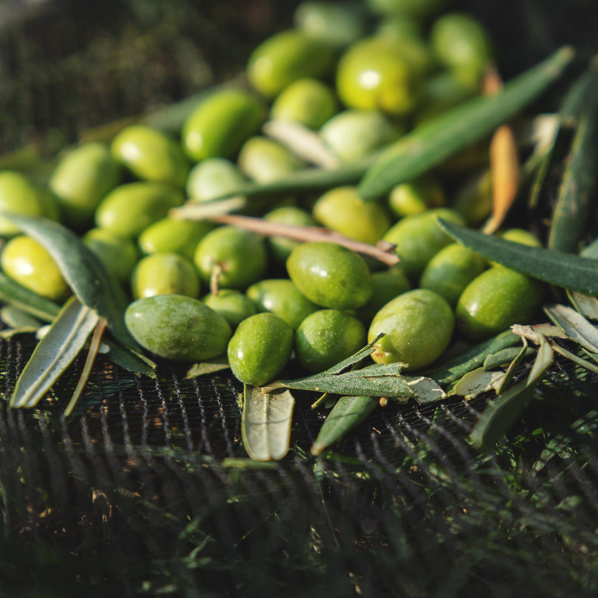 Tips to Identify a High-Quality Extra Virgin Olive Oil