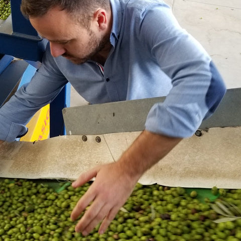 harvest 2024 Arbequina 