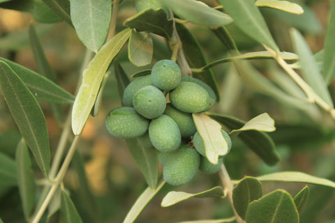 Arbequina Olives 